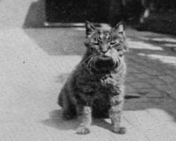 The museum is a house to various cats and the most popular of them was Mike. Mike was so famous that when he died the news was published in the Evenin
